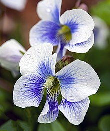 Common Blue Violet (Viola sororia) color variant