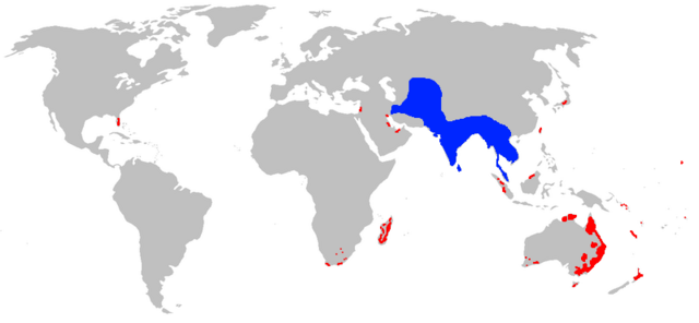 Ареал індійської майни (синім-природний ареал, червоним — інтродукований)