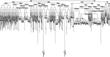 The complete cell lineage of C. elegans. Complete cell lineage of C elegans.png