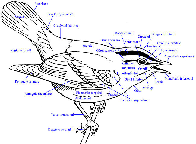 Componente corpului pasãrilor