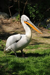 Pélican frisé (Pelecanus crispus). (définition réelle 2 848 × 4 288)