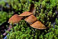 * Nomination Basidiocarps of a fungi species in a Quenual forest, Huascarán National Park, Peru --Felino Volador 02:02, 7 June 2024 (UTC) * Critique requise