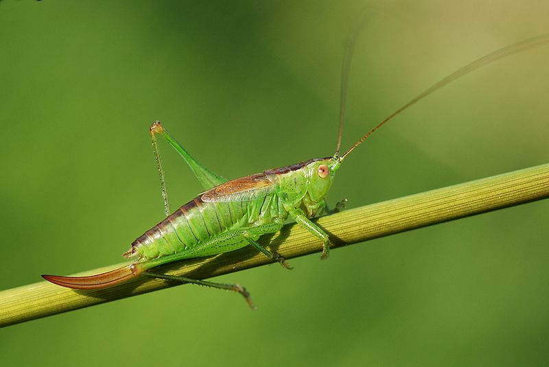 File:Conocephalus dorsalis female (5030815457).jpg