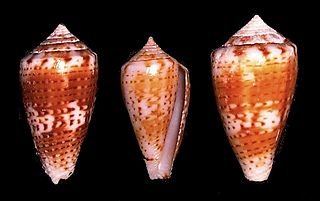 <i>Conus boeticus</i> Species of sea snail