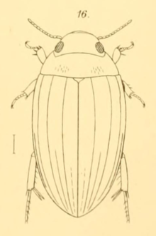 Copelatus pandanorum Scott 1912.png