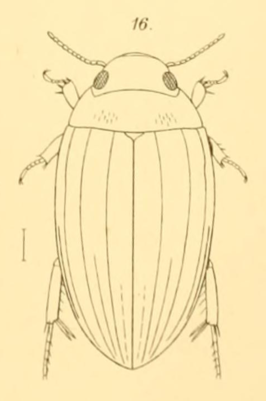 Copelatus pandanorum