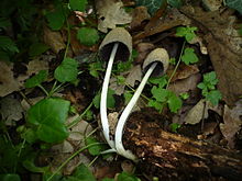 Coprinellus xanthothrix Coprinellus xanthothrix.jpg