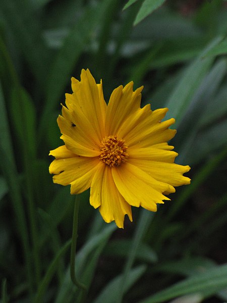 File:Coreopsis auriculata (cropped).jpg