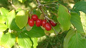 Cornelian cherry 1.JPG