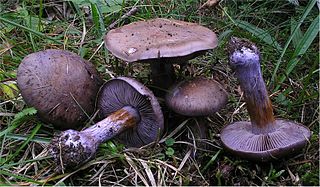 <i>Cortinarius purpurascens</i> species of fungus