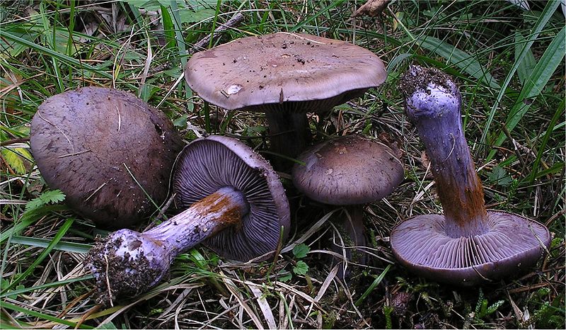 File:Cortinarius purpurascens 65102.jpg