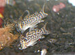 Corydoras leucomelas.jpg