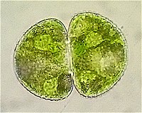 Az egysejtű Cosmarium botrytis