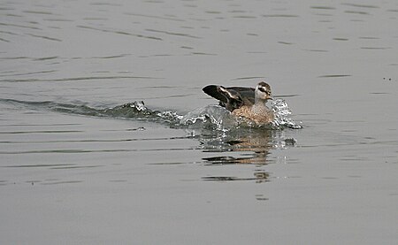 Tập_tin:Cotton_Pygmy-goose_(Nettapus_coromandelianus)-_Female_in_Kolkata_I_IMG_2439.jpg