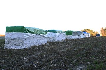 Harvested cotton in modules ready for pickup, Orangeburg County, SC