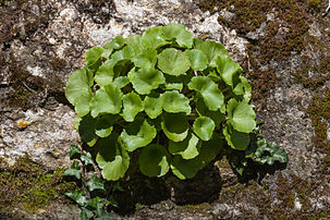 Nombril de Vénus (Umbilicus rupestris), crassulacée commune des murs et rochers humides et ombragés de l'Ouest et du Sud de l'Europe. (définition réelle 3 324 × 2 216)