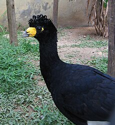 Crax alector (Zoo de Rio) .jpg