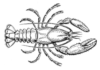 Segments of a crayfish exhibit metamerism Crayfish (PSF) cleaned.png