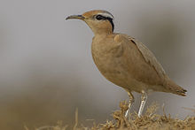 Krémově zbarvený Courser (Cursorius cursor) Tal Chhapar, Churu, Rádžasthán, Indie 15. února 2013.jpg