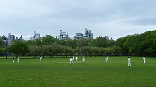 Cricket dans le parc.