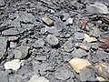 Crinoids (Lower Mercer Shale, Middle Pennsylvanian; Frazeysburg Pit, Muskingum County, Ohio, USA) (42233713552).jpg