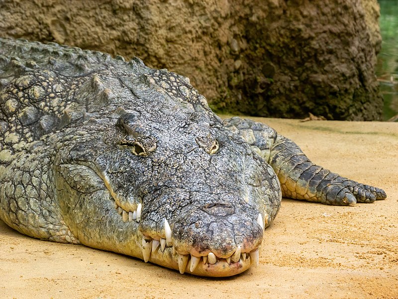 File:Crocodylus niloticus im Kölner Zoo -20110912-RM-141253.jpg