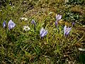 File:Crocus cancellatus group.jpg - Wikimedia Commons