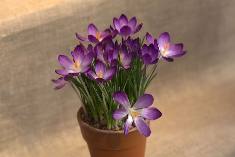 File:Crocus tommasinianus 'Ruby Giant' GotBot 2016.jpg