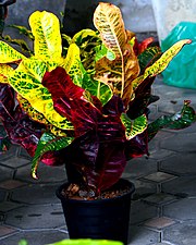 Croton species in Thailand