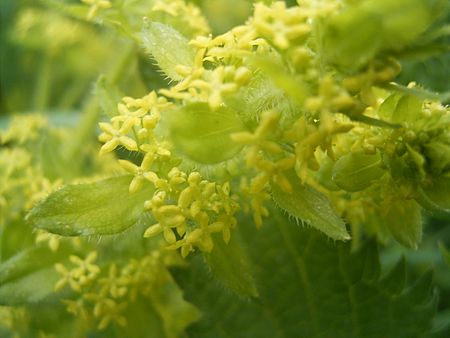 Tập_tin:Cruciata_laevipes_closeup.jpg