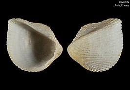 Ctenocardia fijianum