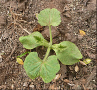 6-leaved bush plant: internodes not enlarging (they enlarge after the 4th leaf in a vine plant).