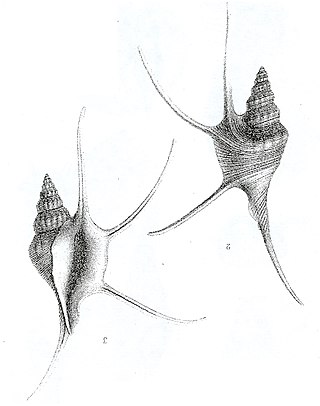 <i>Cuphosolenus</i> Extinct genus of gastropods