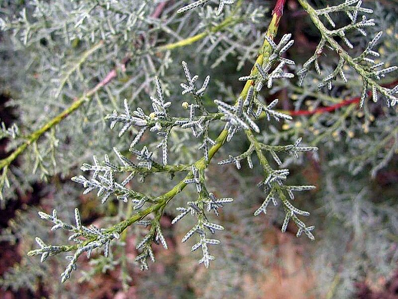 File:Cupressus glabra Blue Ice 1zz.jpg