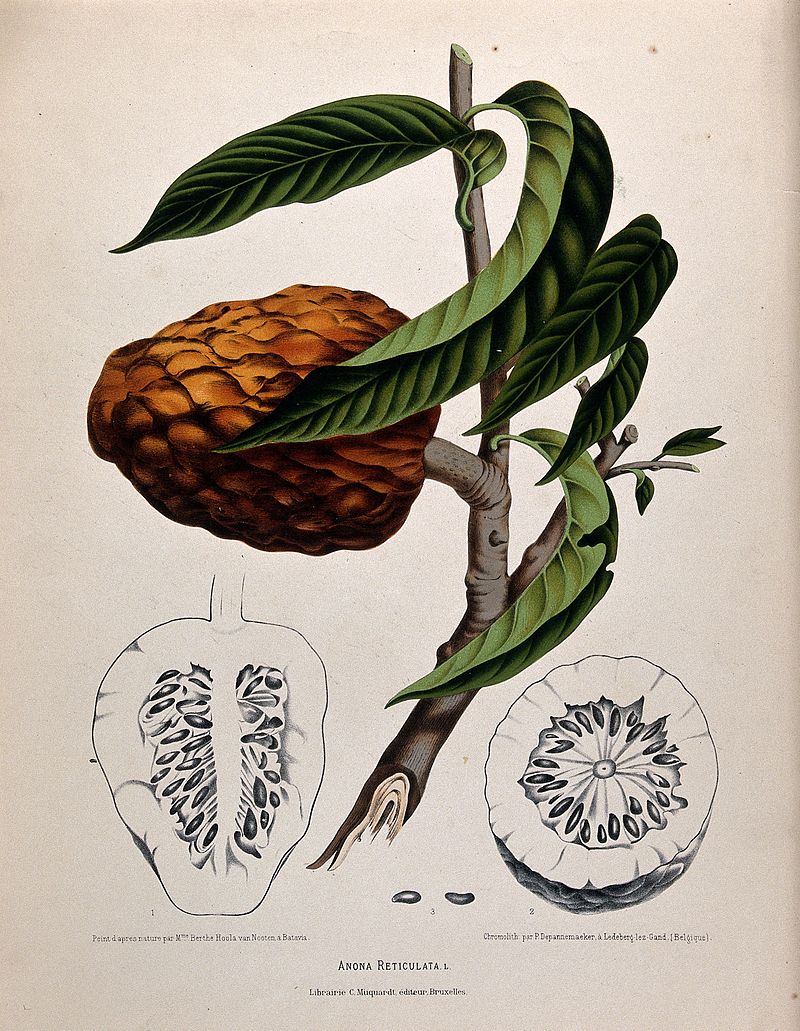 Custard apple - Wikipedia