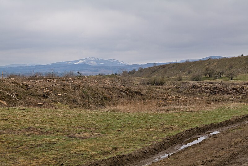 File:Cut down forest in Elbingerode 2022-04-06 10.jpg