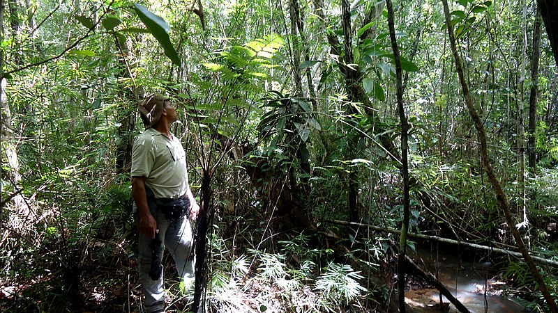 File:Cyathea pungens Domin (7097040671).jpg