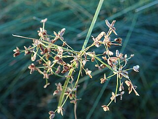 <i>Cyperus concinnus</i> species of plant in Cyperaceae family endemic to Australia