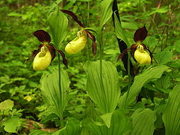 Cypripedium calceolus 2006-06-10.jpg