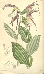 Cypripedium montanum plate 7319 in: Curtis's Bot. Magazine (Orchidaceae), vol. 119, (1893)