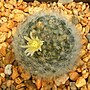 Miniatura para Mammillaria albicoma