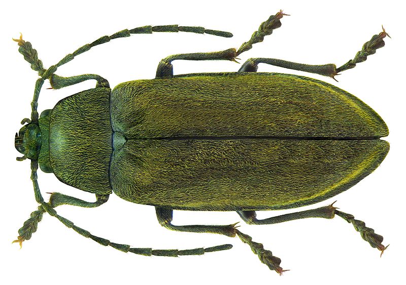 File:Dascillus cervinus (Linné, 1758) (5598492362).jpg