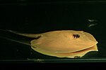 Thumbnail for Mekong freshwater stingray