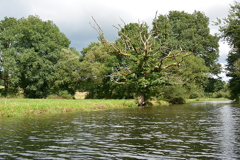 File:Dead oakAuray (River)LeLochAmont de la Rivière d’AurayAout2018MorbihanLamiotFLM a 12.jpg