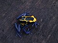 Dendrobates tinctorius04.jpg