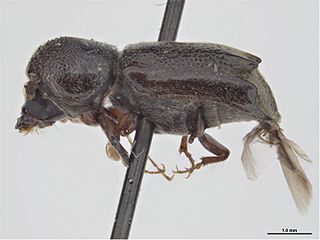 <i>Dendrobiella aspera</i> Species of beetle