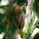 Dendrocincla turdina-Plain-winged Woodcreeper