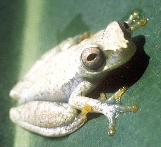 <i>Dendropsophus luteoocellatus</i> Species of frog