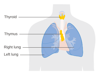 <span class="mw-page-title-main">Thymus</span> Endocrine gland