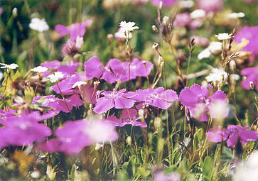 Dianthus alpinus (Rax, Lower Austria)